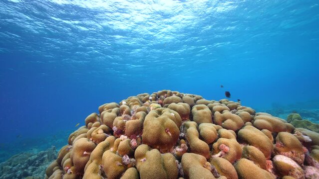 Seascape with various fish, Lobed Star coral, and sponge in the coral reef of the Caribbean Sea, Curacao