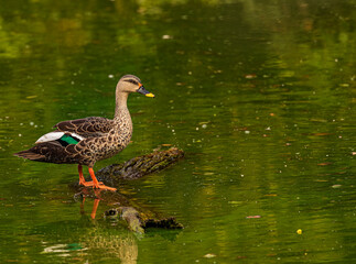 A spotted Bill Duck in lake