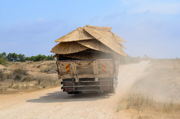 A truck carries straw umbrellas to the beach, raising sandy dust in its wake.