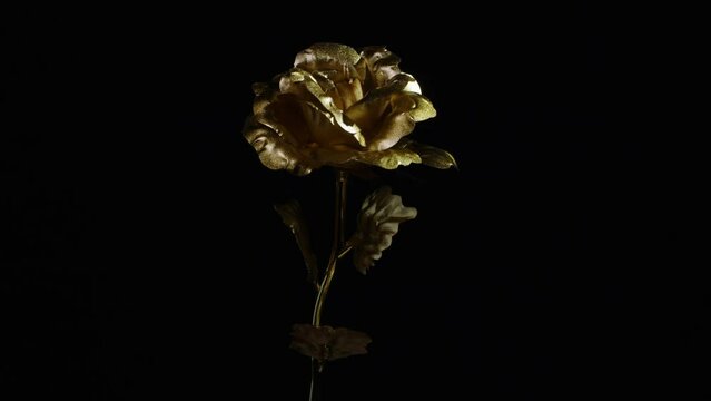 Golden metal rose flower with moving light on black background