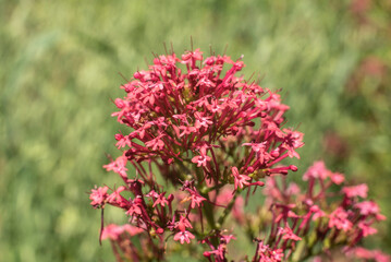 the inflorescence of a red valerian flower