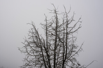 Fototapeta na wymiar a mistle thrush sitting in a bare tree