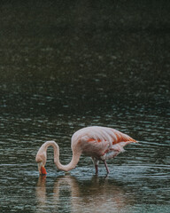 Pink Flamingo in lake on Isla Isabela Galapagos islands