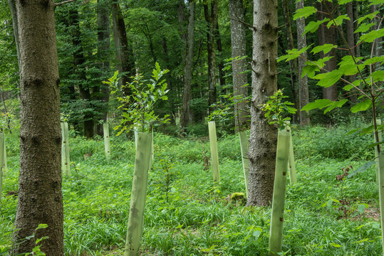 young oak trees protected with plastic tubes