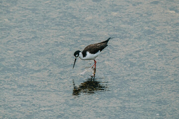 Black-necked stilt wading in the shallow waters of Isla Isabela, Galapagos, Ecuador.