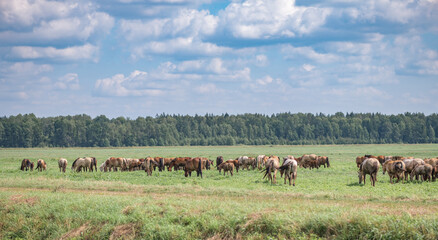 A herd of horses grazes on a field on a sunny day.