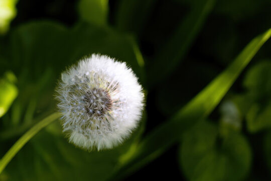 White fluffy dandelion blowball and green grass. A selective focus sunny bright photo with free blank copy space for text. For cards, posters, website decoration etc.