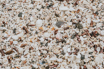 Close-up of diverse seashells and coral fragments on a beach in Isla Isabela, Galapagos, Ecuador