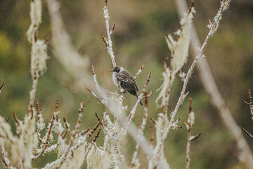 Galapagos mockingbird (Mimus parvulus) in its natural habitat on Isla Isabela, Galapagos, Ecuador.