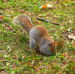 Eastern gray squirrel hides nut in Central Park in Indian summer, New York City