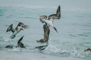 Blue footed Booby diving - Isla Isabela, Galapagos 