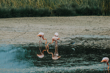 Pink flamingos foraging in wetlands of Isla Isabela, Galapagos