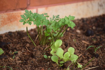 horta