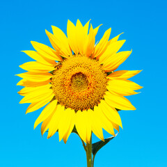 Obraz premium Sunflower illuminated by the sun and blue sky in the background
