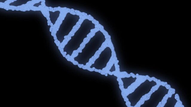 DNA is spinning. A piece of dna rotates on a black background.