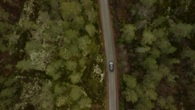 Follow Landrover Norwegian Forest Road Warm Tones 4K 30fps