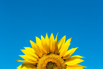 Naklejka premium Sun flower close up and on blu sky