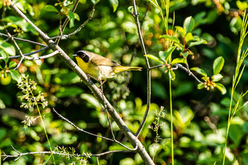 Common Yellowthroat (Geothlypis trichas)