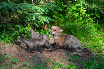 Adult Red Fox (Vulpes vulpes) Has Interaction with Kits at Den Summer