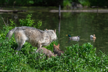 Grey Wolf (Canis lupus) Adult and Pups Watch Ducks Swim By Summer