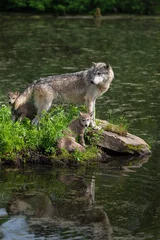 Foto auf Glas Grey Wolf (Canis lupus) Stands With Pups at Edge of Island Reflected Summer © hkuchera