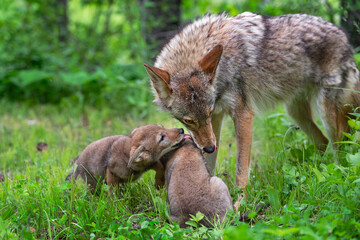 Adult Coyote (Canis latrans) and Pups Exchange Licks Summer - 486336907