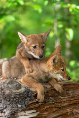 Naklejka na ściany i meble Coyote Pups (Canis latrans) Lie Atop One Another on Log Summer