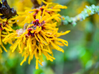 yellow flower on a green background