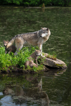 Grey Wolf (Canis lupus) Stands With Pups at Edge of Island Reflected Summer