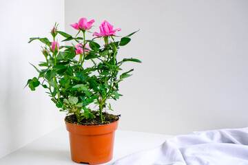 Decorative shrub home rose in a pot on the table. An indoor plant with bright pink flower buds and green leaves. Houseplant care. Gardening and floristry as a hobby.