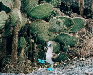 Blue footed booby doing mating dance in Isabela island, Galapagos