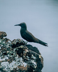 Close-up of a seabird perched on volcanic rock at Los Tuneles, Isla Isabela, Galapagos, Ecuador.
