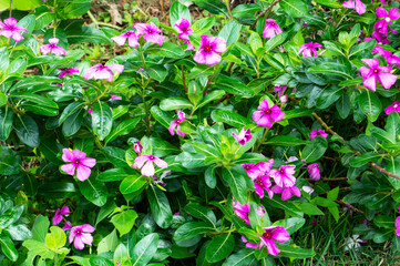 Pink catharanthus flowers in garden
