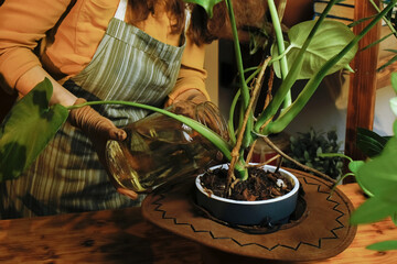 Unrecognizable young woman watering and fertilizing monstera houseplant. Houseplants care concept.  © meteoritka