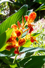 Leopard Lilies flowers in garden