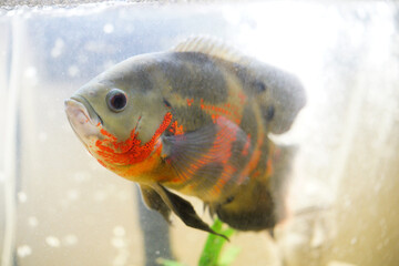 Oscar fish in an aquarium cichlid
