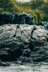 Gal&aacute;pagos penguin (Spheniscus mendiculus)