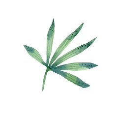 Watercolor green palm leaf. Tropical foliage