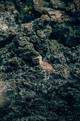 A Whimbrel standing on the rocky terrain of Tintoreras, Isla Isabela, in the Galapagos Islands, Ecuador