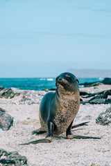 Sea lion pup on a beach on Isla Isabela, Galapagos 