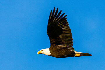 Bald Eagle (Haliaeetus leucocephalus) in flight against a clear blue sky in daylight.  Photographed in Redding California, USA.