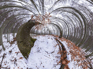 Ultra wide panorama in the winter beech and oak forest with a dominant tree