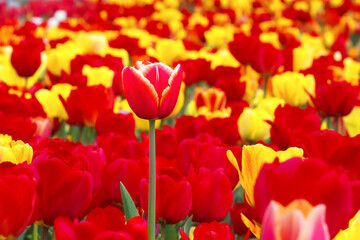 Spring flowers tulips bloom in the park. Red and yellow tulips on a blurred background. Beautiful postcard, banner.