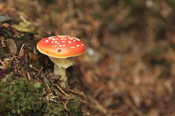 amanita muscaria fly mushroom