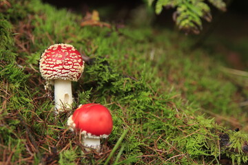 fly mushroom in forest