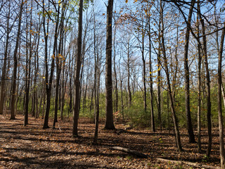 Obraz premium Forest Respite