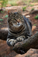 Naklejka na ściany i meble A domestic tabby cat lying on a branch in a private garden, Fochville.