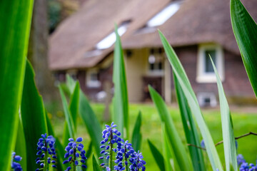 Flowers with farm in background