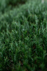 green grass background