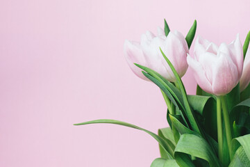Beautiful delicate bouquet of tulip flowers on pink background with copy space
